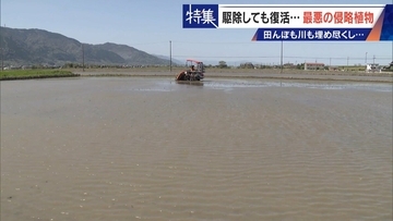 すぐに復活 駆除は極めて困難 “地球最悪”の侵略植物 田植えはしたけれど…｢黄色い花｣と｢白い花｣の群生に注意を！