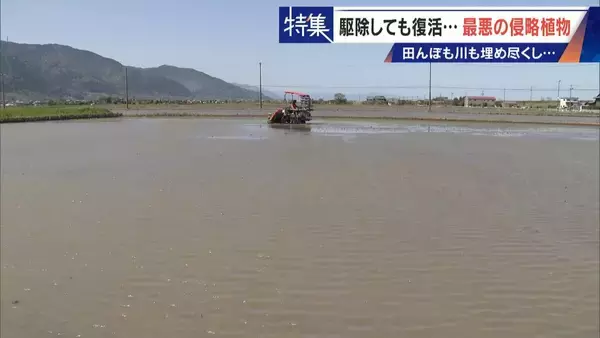 すぐに復活 駆除は極めて困難 “地球最悪”の侵略植物 田植えはしたけれど…｢黄色い花｣と｢白い花｣の群生に注意を！