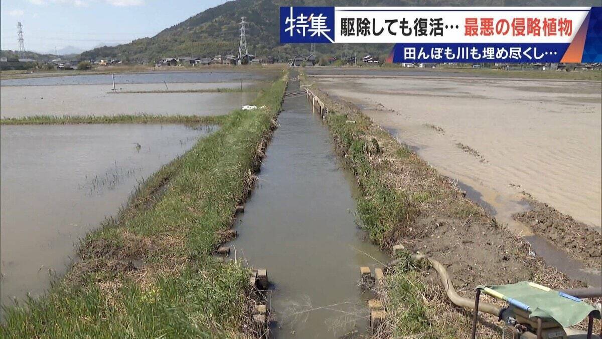 すぐに復活 駆除は極めて困難 “地球最悪”の侵略植物 田植えはしたけれど…｢黄色い花｣と｢白い花｣の群生に注意を！