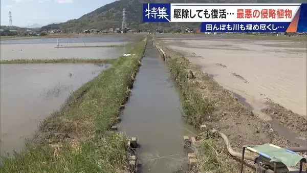 「すぐに復活 駆除は極めて困難 “地球最悪”の侵略植物 田植えはしたけれど…｢黄色い花｣と｢白い花｣の群生に注意を！」の画像