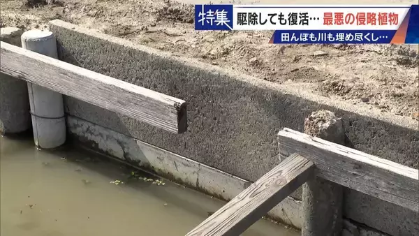 「すぐに復活 駆除は極めて困難 “地球最悪”の侵略植物 田植えはしたけれど…｢黄色い花｣と｢白い花｣の群生に注意を！」の画像
