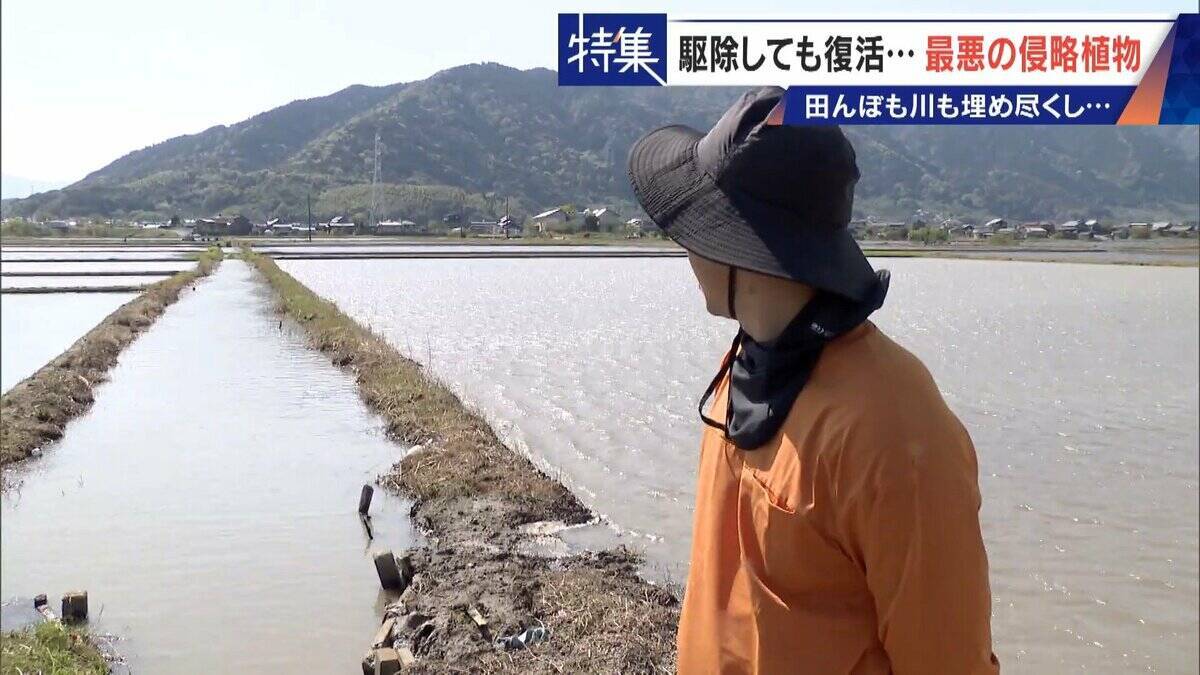 すぐに復活 駆除は極めて困難 “地球最悪”の侵略植物 田植えはしたけれど…｢黄色い花｣と｢白い花｣の群生に注意を！