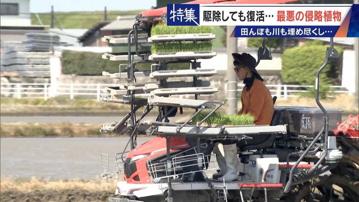 すぐに復活 駆除は極めて困難 “地球最悪”の侵略植物 田植えはしたけれど…｢黄色い花｣と｢白い花｣の群生に注意を！