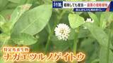 「すぐに復活 駆除は極めて困難 “地球最悪”の侵略植物 田植えはしたけれど…｢黄色い花｣と｢白い花｣の群生に注意を！」の画像14