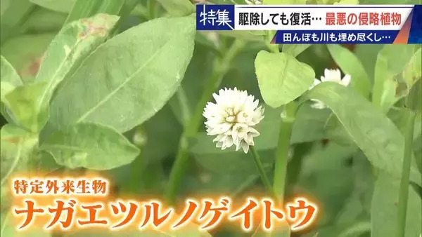 「すぐに復活 駆除は極めて困難 “地球最悪”の侵略植物 田植えはしたけれど…｢黄色い花｣と｢白い花｣の群生に注意を！」の画像