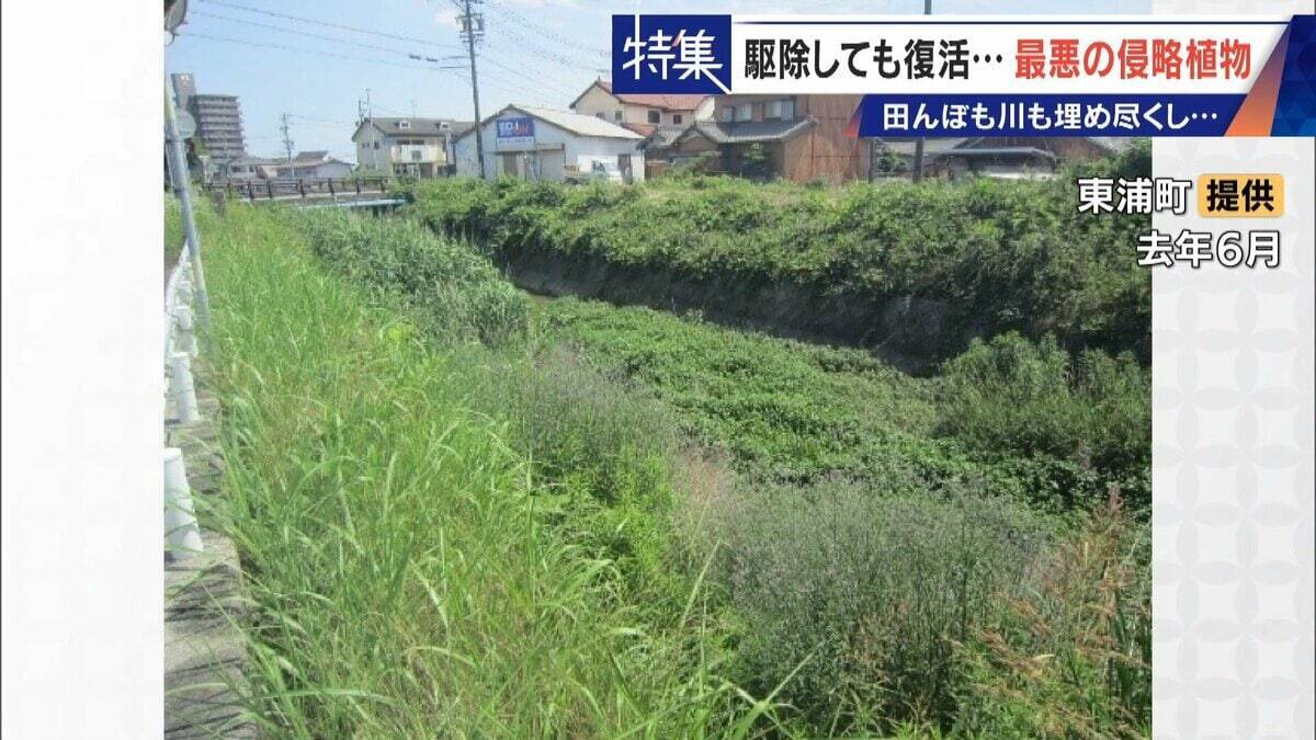 すぐに復活 駆除は極めて困難 “地球最悪”の侵略植物 田植えはしたけれど…｢黄色い花｣と｢白い花｣の群生に注意を！