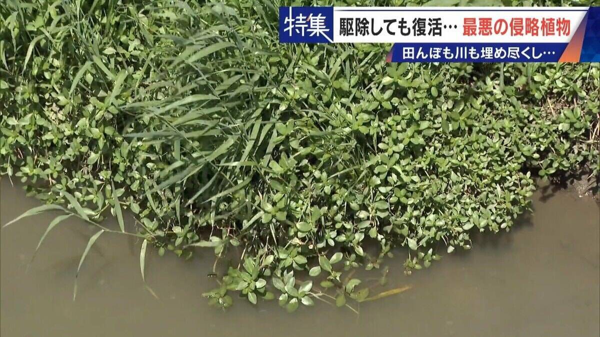すぐに復活 駆除は極めて困難 “地球最悪”の侵略植物 田植えはしたけれど…｢黄色い花｣と｢白い花｣の群生に注意を！