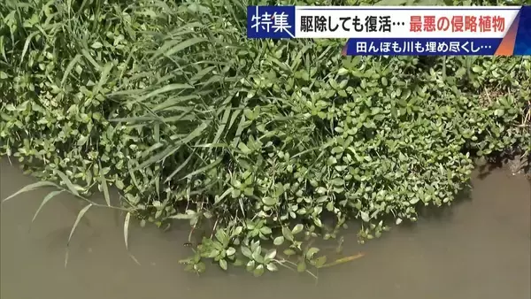 「すぐに復活 駆除は極めて困難 “地球最悪”の侵略植物 田植えはしたけれど…｢黄色い花｣と｢白い花｣の群生に注意を！」の画像