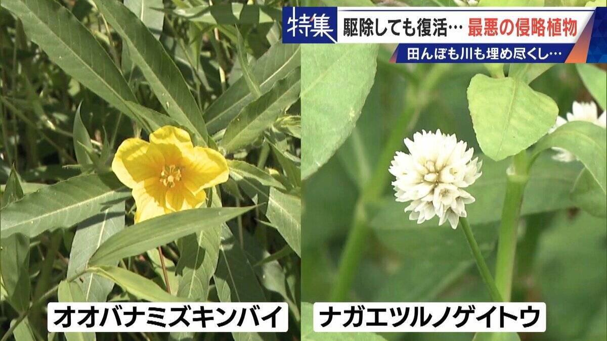 すぐに復活 駆除は極めて困難 “地球最悪”の侵略植物 田植えはしたけれど…｢黄色い花｣と｢白い花｣の群生に注意を！