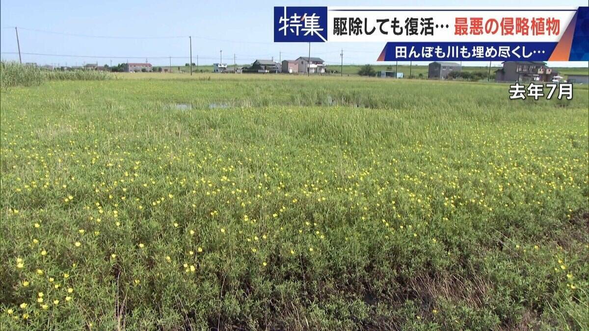 すぐに復活 駆除は極めて困難 “地球最悪”の侵略植物 田植えはしたけれど…｢黄色い花｣と｢白い花｣の群生に注意を！