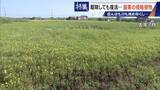 「すぐに復活 駆除は極めて困難 “地球最悪”の侵略植物 田植えはしたけれど…｢黄色い花｣と｢白い花｣の群生に注意を！」の画像2