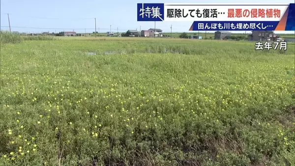 「すぐに復活 駆除は極めて困難 “地球最悪”の侵略植物 田植えはしたけれど…｢黄色い花｣と｢白い花｣の群生に注意を！」の画像