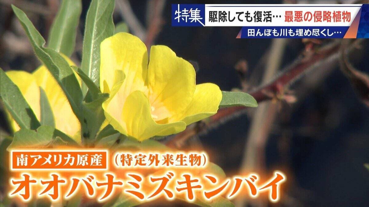 すぐに復活 駆除は極めて困難 “地球最悪”の侵略植物 田植えはしたけれど…｢黄色い花｣と｢白い花｣の群生に注意を！