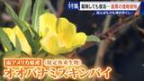 「すぐに復活 駆除は極めて困難 “地球最悪”の侵略植物 田植えはしたけれど…｢黄色い花｣と｢白い花｣の群生に注意を！」の画像3