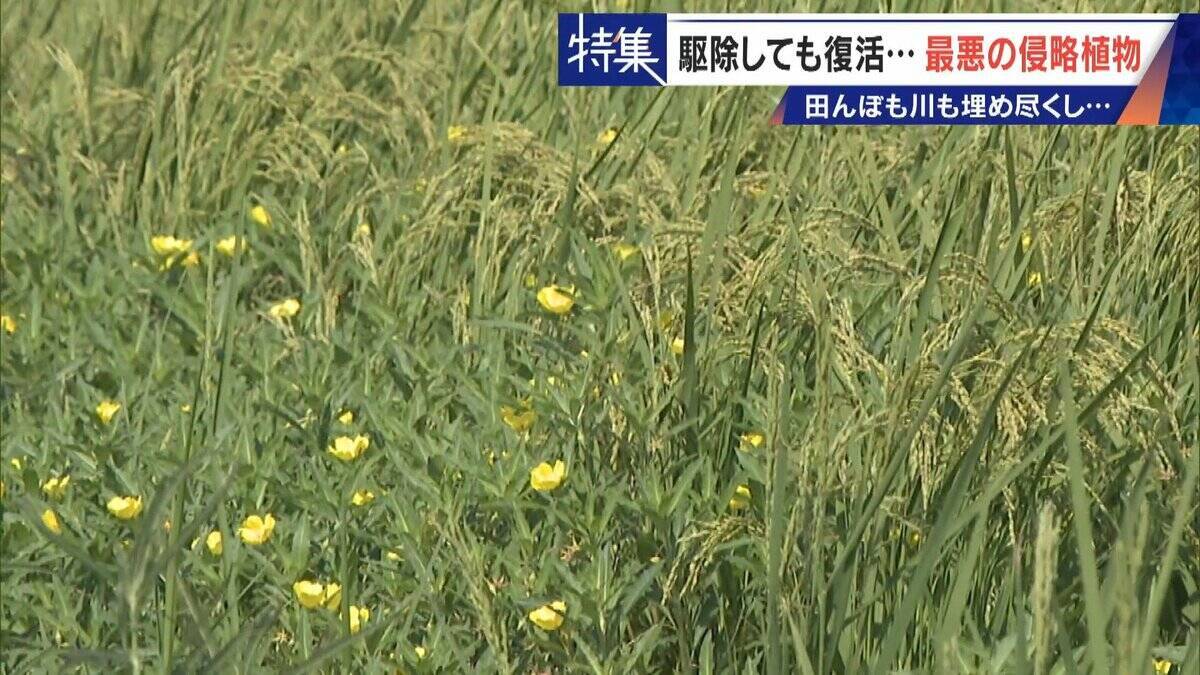 すぐに復活 駆除は極めて困難 “地球最悪”の侵略植物 田植えはしたけれど…｢黄色い花｣と｢白い花｣の群生に注意を！