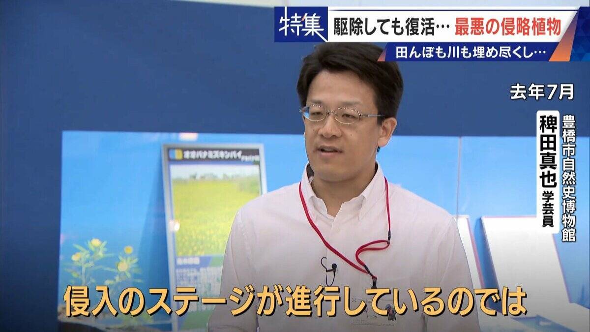 すぐに復活 駆除は極めて困難 “地球最悪”の侵略植物 田植えはしたけれど…｢黄色い花｣と｢白い花｣の群生に注意を！