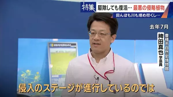 「すぐに復活 駆除は極めて困難 “地球最悪”の侵略植物 田植えはしたけれど…｢黄色い花｣と｢白い花｣の群生に注意を！」の画像