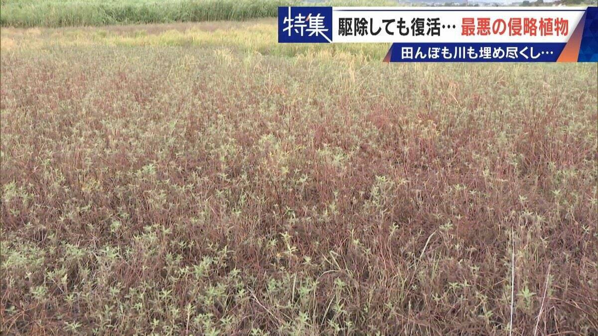 すぐに復活 駆除は極めて困難 “地球最悪”の侵略植物 田植えはしたけれど…｢黄色い花｣と｢白い花｣の群生に注意を！