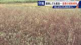 「すぐに復活 駆除は極めて困難 “地球最悪”の侵略植物 田植えはしたけれど…｢黄色い花｣と｢白い花｣の群生に注意を！」の画像6