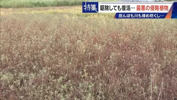 「すぐに復活 駆除は極めて困難 “地球最悪”の侵略植物 田植えはしたけれど…｢黄色い花｣と｢白い花｣の群生に注意を！」の画像