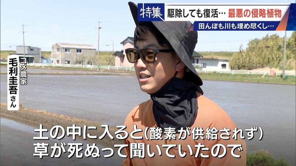 すぐに復活 駆除は極めて困難 “地球最悪”の侵略植物 田植えはしたけれど…｢黄色い花｣と｢白い花｣の群生に注意を！
