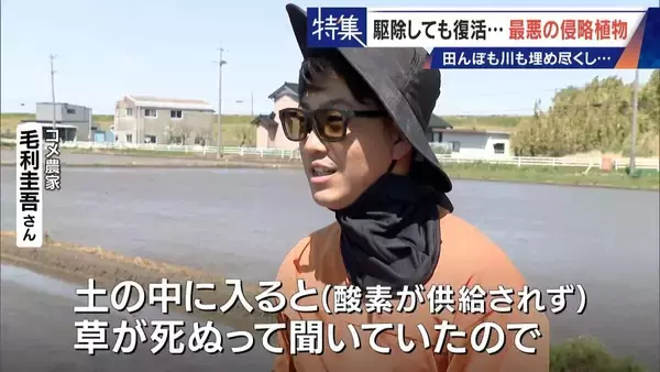「すぐに復活 駆除は極めて困難 “地球最悪”の侵略植物 田植えはしたけれど…｢黄色い花｣と｢白い花｣の群生に注意を！」の画像