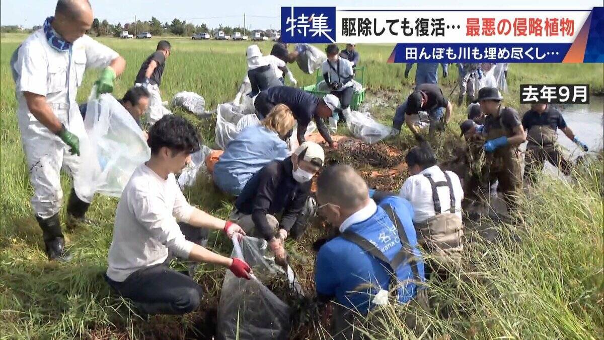すぐに復活 駆除は極めて困難 “地球最悪”の侵略植物 田植えはしたけれど…｢黄色い花｣と｢白い花｣の群生に注意を！