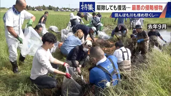 「すぐに復活 駆除は極めて困難 “地球最悪”の侵略植物 田植えはしたけれど…｢黄色い花｣と｢白い花｣の群生に注意を！」の画像