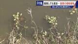 「すぐに復活 駆除は極めて困難 “地球最悪”の侵略植物 田植えはしたけれど…｢黄色い花｣と｢白い花｣の群生に注意を！」の画像9