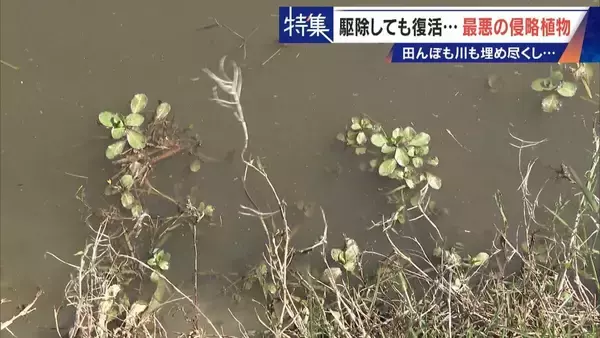 「すぐに復活 駆除は極めて困難 “地球最悪”の侵略植物 田植えはしたけれど…｢黄色い花｣と｢白い花｣の群生に注意を！」の画像