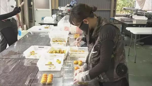 「皮ごと食べられる 一口サイズの柿“ベビーパーシモン” ｢見つけたらラッキー｣ ことしは猛暑で甘みの強く 岐阜･本巣市」の画像