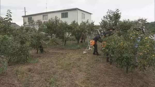 「皮ごと食べられる 一口サイズの柿“ベビーパーシモン” ｢見つけたらラッキー｣ ことしは猛暑で甘みの強く 岐阜･本巣市」の画像