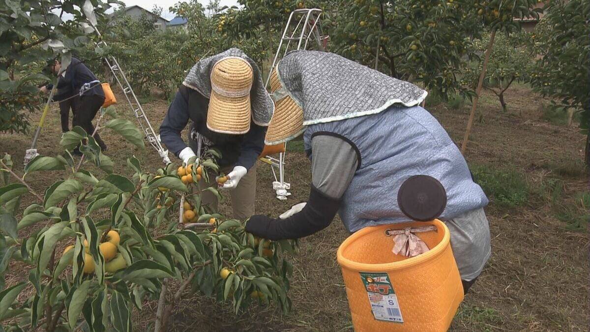 皮ごと食べられる 一口サイズの柿“ベビーパーシモン” ｢見つけたらラッキー｣ ことしは猛暑で甘みの強く 岐阜･本巣市