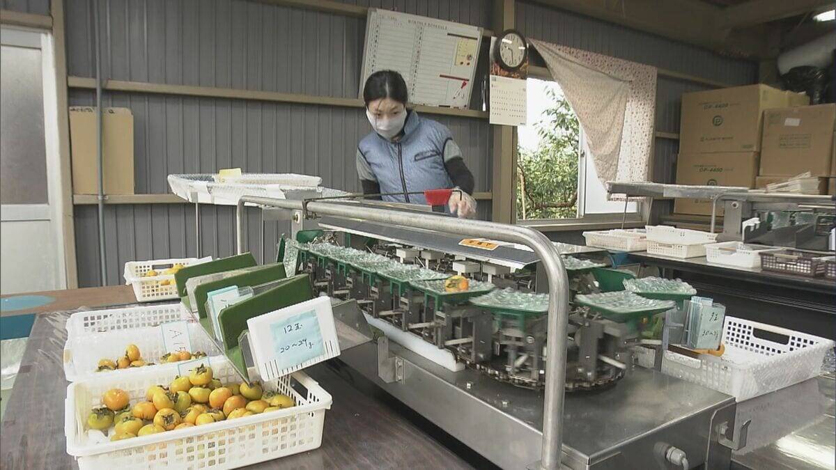 皮ごと食べられる 一口サイズの柿“ベビーパーシモン” ｢見つけたらラッキー｣ ことしは猛暑で甘みの強く 岐阜･本巣市