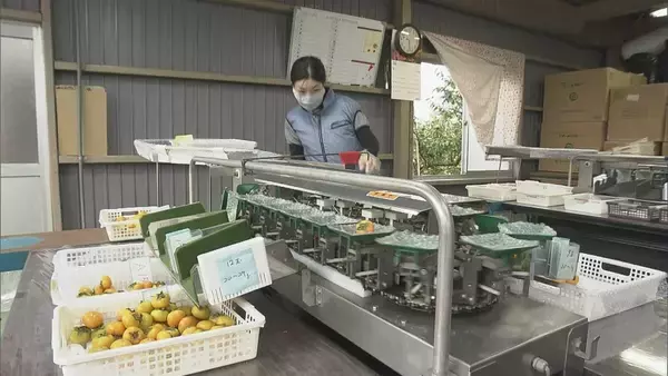 「皮ごと食べられる 一口サイズの柿“ベビーパーシモン” ｢見つけたらラッキー｣ ことしは猛暑で甘みの強く 岐阜･本巣市」の画像