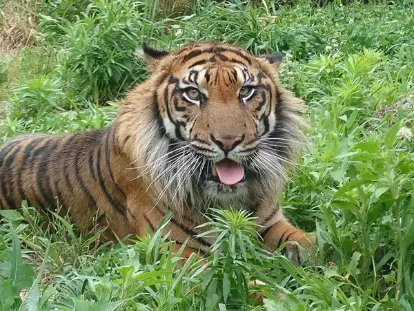 名古屋･東山動植物園のスマトラトラ｢アオ｣ 茨城の動物園にお引っ越し ｢来園者に可愛がられて元気に過ごして｣