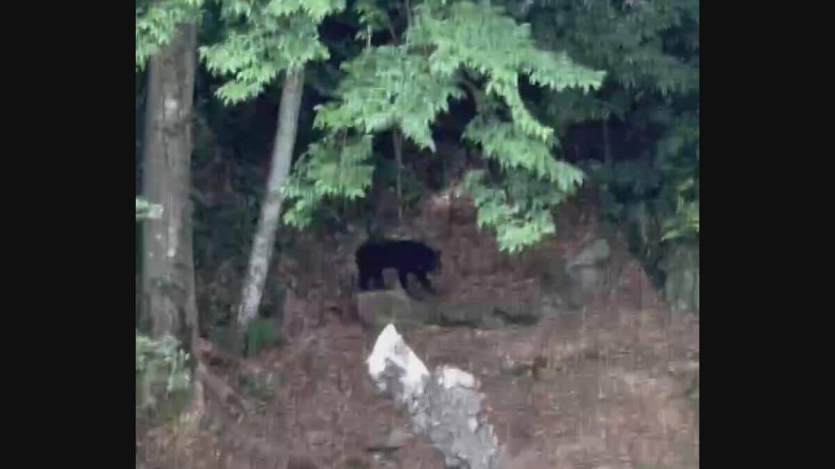 クマ出没に備え｢緊急銃猟｣訓練 市や警察･猟友会など約100人が参加 住民への呼びかけや交通規制など手順確認 岐阜･中津川市