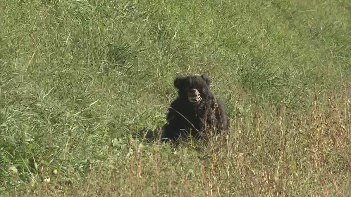 クマ出没に備え｢緊急銃猟｣訓練 市や警察･猟友会など約100人が参加 住民への呼びかけや交通規制など手順確認 岐阜･中津川市