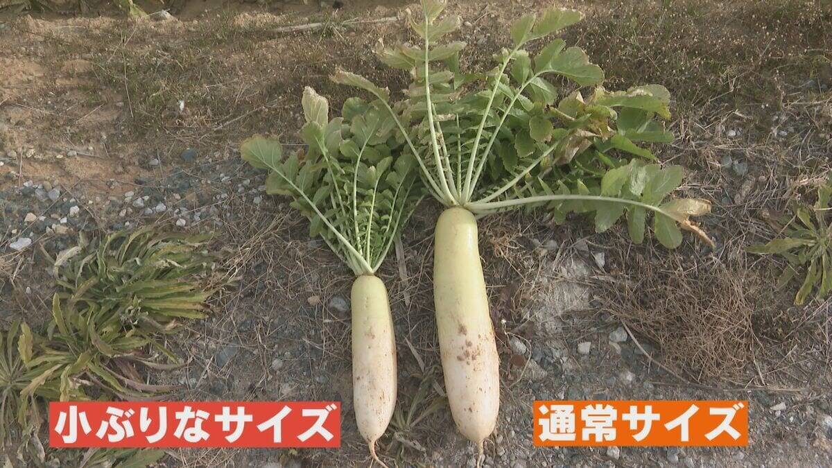 水不足深刻 久しぶりの雨は“恵みの雨”になった？豊川用水の節水続く農家 ｢作物的にはもうちょっと雨欲しかった」