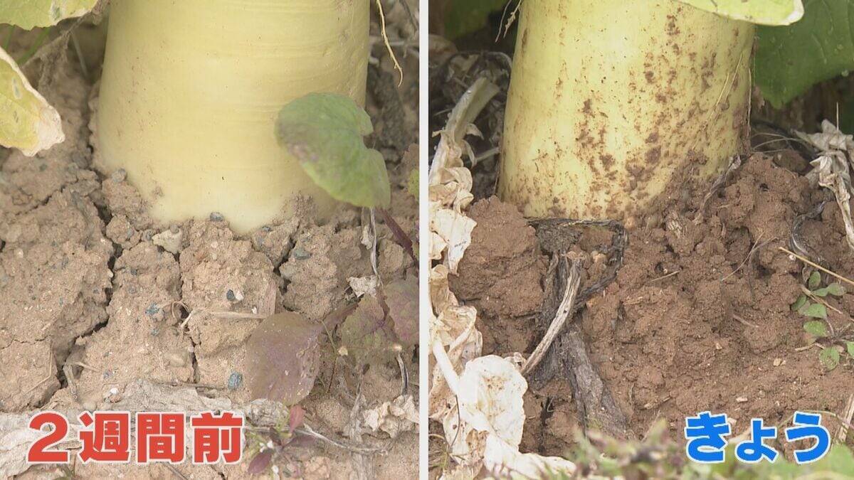 水不足深刻 久しぶりの雨は“恵みの雨”になった？豊川用水の節水続く農家 ｢作物的にはもうちょっと雨欲しかった」