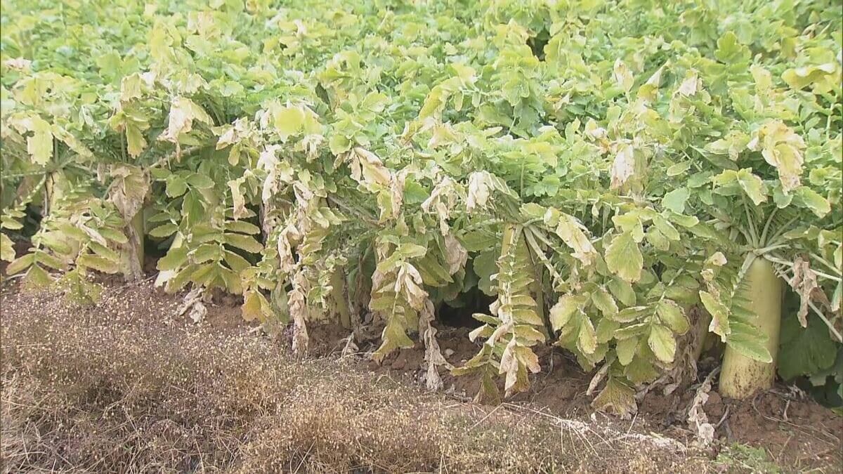 水不足深刻 久しぶりの雨は“恵みの雨”になった？豊川用水の節水続く農家 ｢作物的にはもうちょっと雨欲しかった」