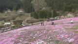 「一面を彩るピンクや紫のじゅうたん　岐阜・郡上市で「國田家の芝桜」が見頃　始まりは1株…今は5万株に」の画像1