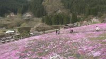 一面を彩るピンクや紫のじゅうたん　岐阜・郡上市で「國田家の芝桜」が見頃　始まりは1株…今は5万株に