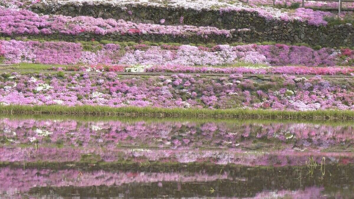 一面を彩るピンクや紫のじゅうたん　岐阜・郡上市で「國田家の芝桜」が見頃　始まりは1株…今は5万株に