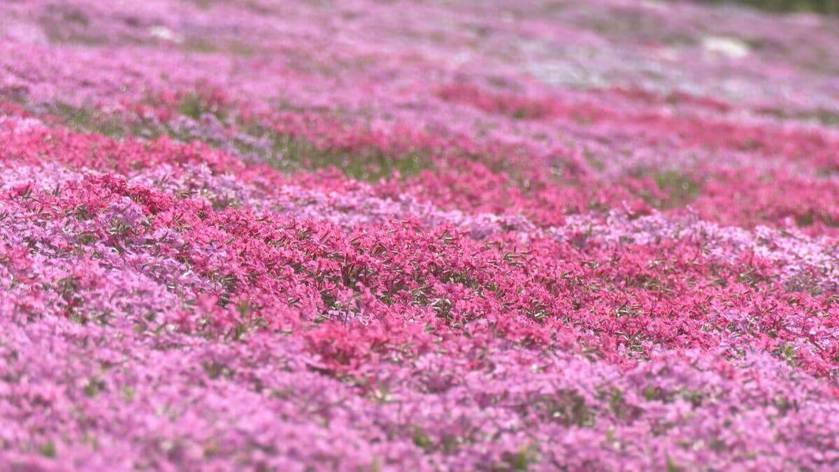 一面を彩るピンクや紫のじゅうたん　岐阜・郡上市で「國田家の芝桜」が見頃　始まりは1株…今は5万株に