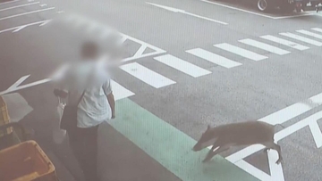 ｢犬かと思ったらイノシシだった｣ 執拗に襲い続け…男性4人を次々と 専門家も驚き｢人を食べ物とは認識していない｣ 愛知･豊田市