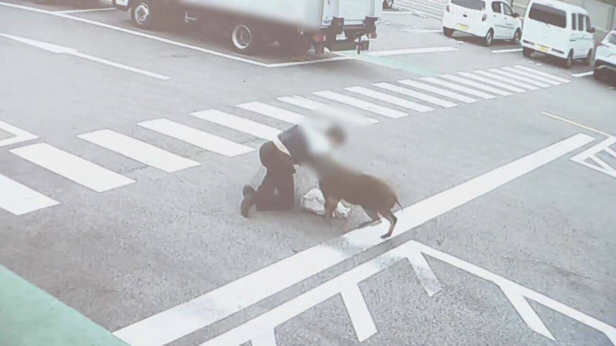 ｢犬かと思ったらイノシシだった｣ 執拗に襲い続け…男性4人を次々と 専門家も驚き｢人を食べ物とは認識していない｣ 愛知･豊田市