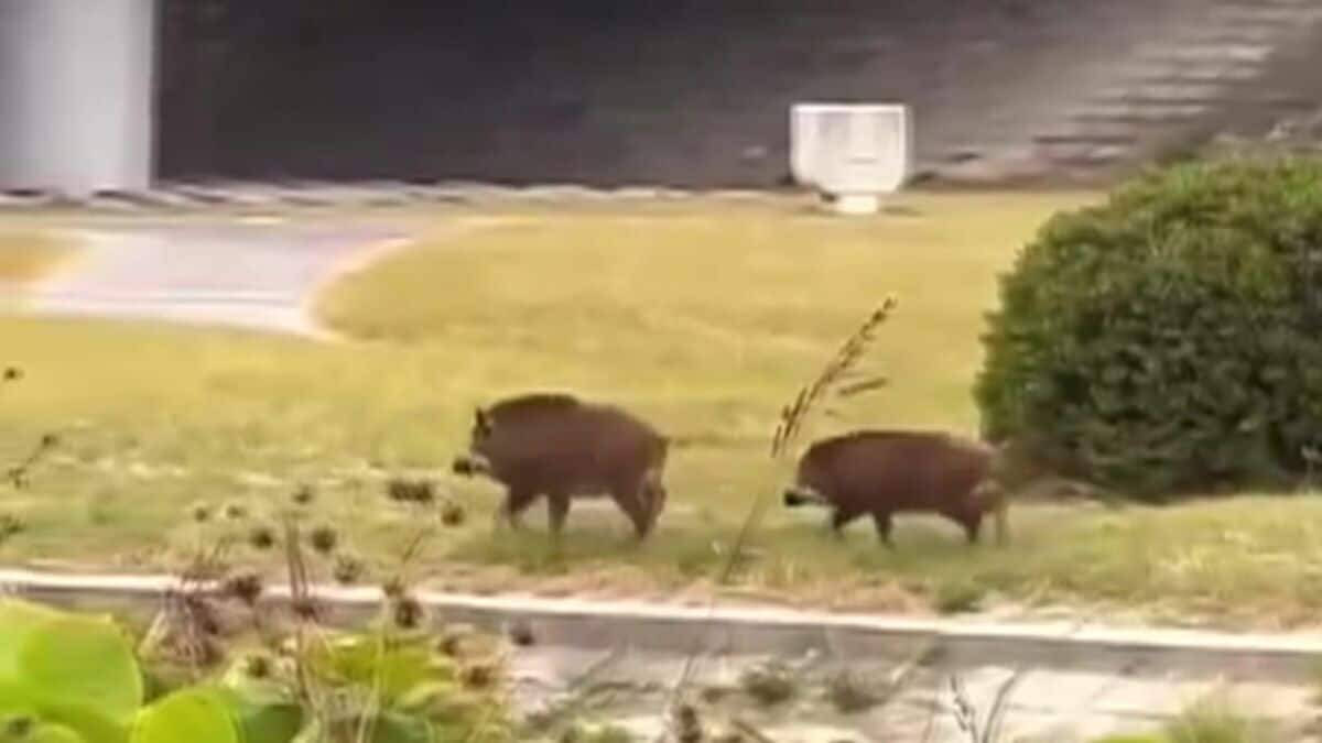 ｢犬かと思ったらイノシシだった｣ 執拗に襲い続け…男性4人を次々と 専門家も驚き｢人を食べ物とは認識していない｣ 愛知･豊田市