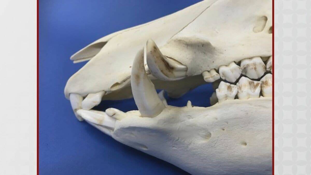 ｢犬かと思ったらイノシシだった｣ 執拗に襲い続け…男性4人を次々と 専門家も驚き｢人を食べ物とは認識していない｣ 愛知･豊田市