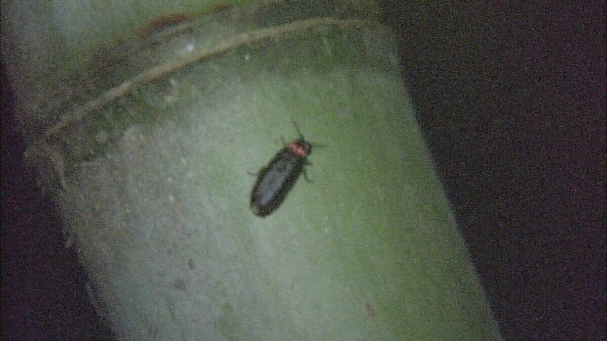 “未完成道路” 工事再開に市民団体｢撤回求める｣ 名古屋・広沢一郎市長の方針に反発 希少なヒメボタルの生息地で工事中止の弥富相生山線